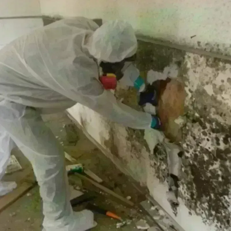 Mold Remediation and Removal in Jackson County, AR